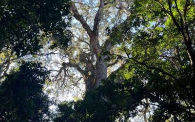 Is the Eastern Monarch now the Biggest Yellowwood in SA?