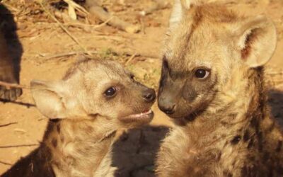 Tree Spotting Turned Hyena Watching
